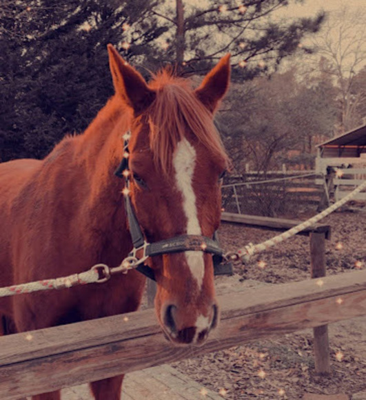 Meet your Posher, Coco - Picture 1 of 1